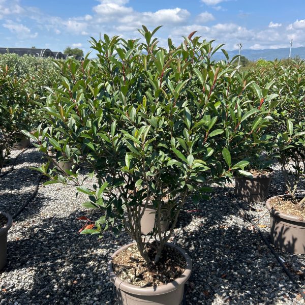 Photinia × FRASERI 'CARRE' ROUGE' PHFRCAROMULTI-I-8051838593365