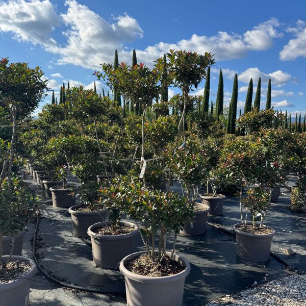 Photinia × FRASERI 'CARRE' ROUGE' PHFRCAROPOM-I-8051838341904
