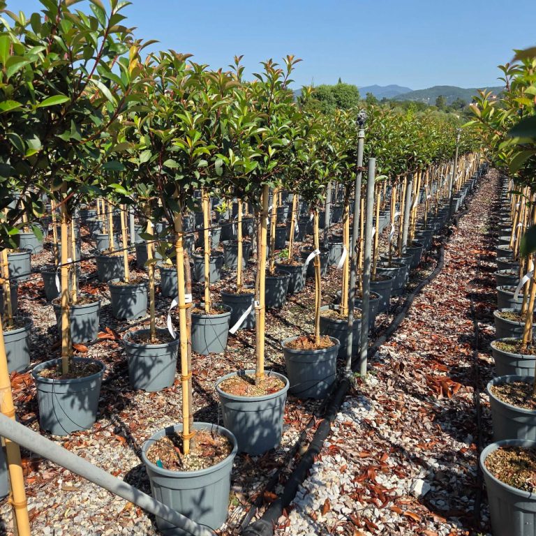 Photinia fr. 'Carre Rouge' (Fotinija na steblu)