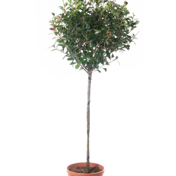 Photinia fr. 'Carre Rouge' (Fotinija na steblu)