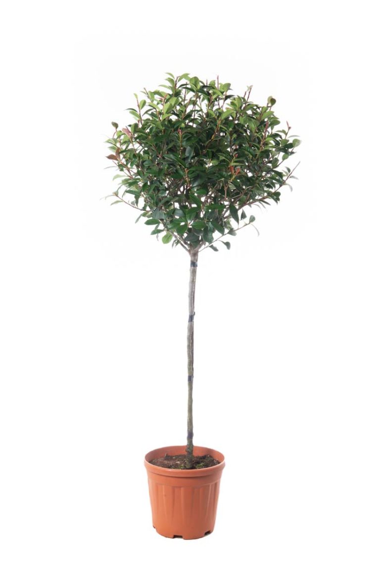 Photinia fr. 'Carre Rouge' (Fotinija na steblu)