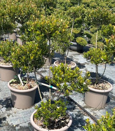 Photinia × FRASERI 'CHICO' PHFRCHPOM-I-8051838591880