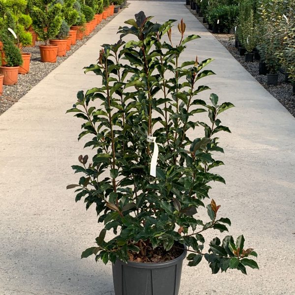 Photinia fr. Magical Volcano