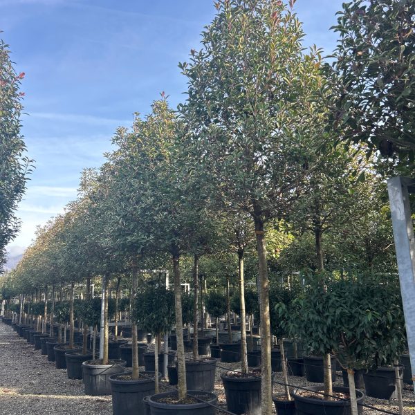 Photinia fr. 'Pink Marble' (Fotinija)