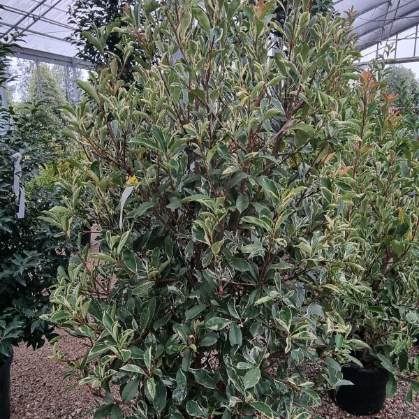 Photinia fr. 'Pink Marble' (Fotinija)