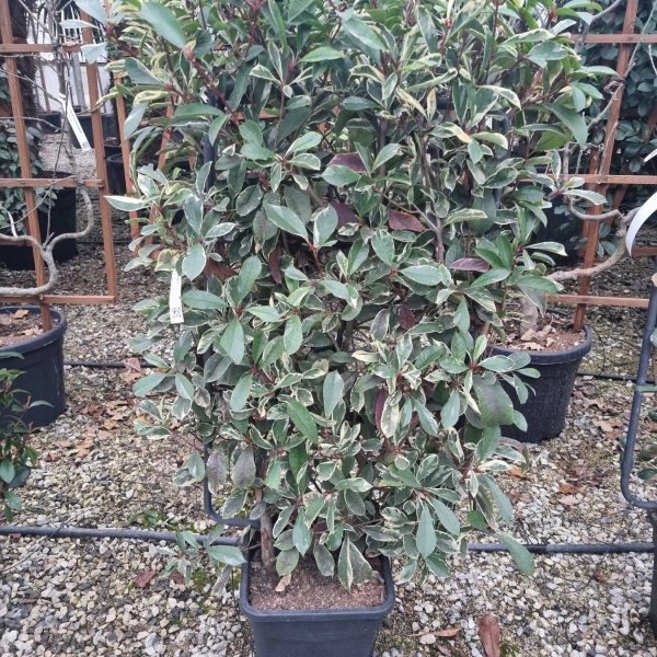 Photinia fr. 'Pink Marble' (Fotinija Špalir)