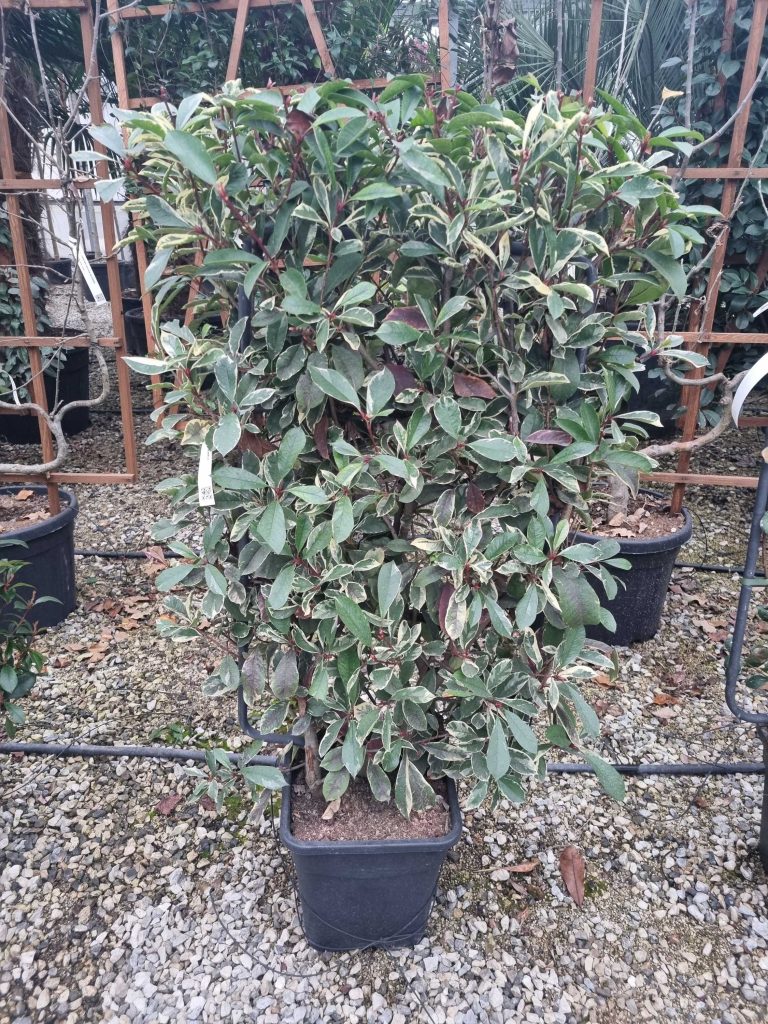 Photinia fr. 'Pink Marble' (Fotinija Špalir)