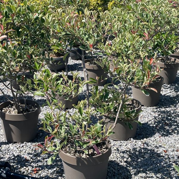 Photinia fr. 'Pink Marble' (Fotinija)