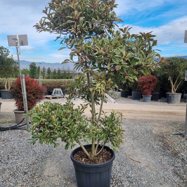 Photinia fr. 'Pink Marble' (Fotinija)
