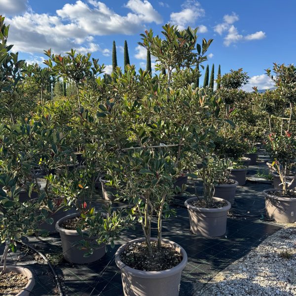 Photinia fr. 'Pink Marble' (Fotinija)