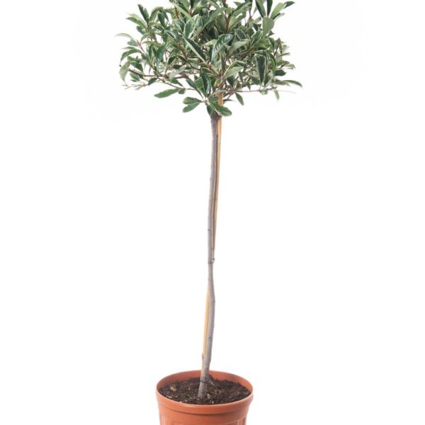 Photinia fr. 'Pink Marble' (Fotinija na steblu)