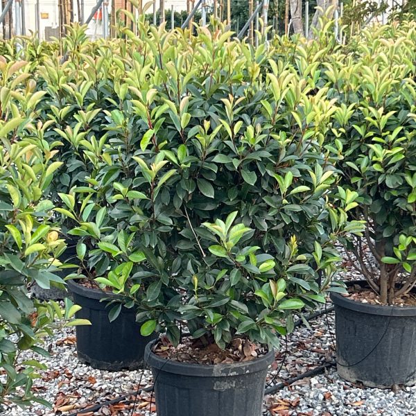 Photinia × FRASERI ''RED ROBIN'