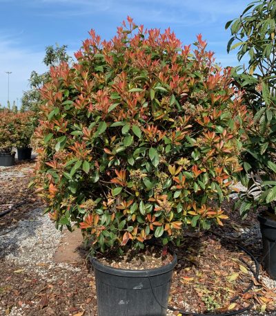 Photinia × FRASERI 'RED ROBIN' PHFRREROBALL-I-8051838472585