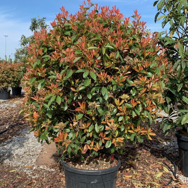 Photinia × FRASERI 'RED ROBIN' PHFRREROBALL-I-8051838472585