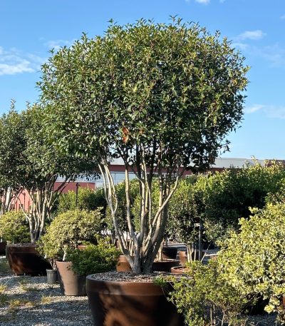 Photinia × FRASERI 'RED ROBIN' PHFRREROMULTI-I-8051838587067