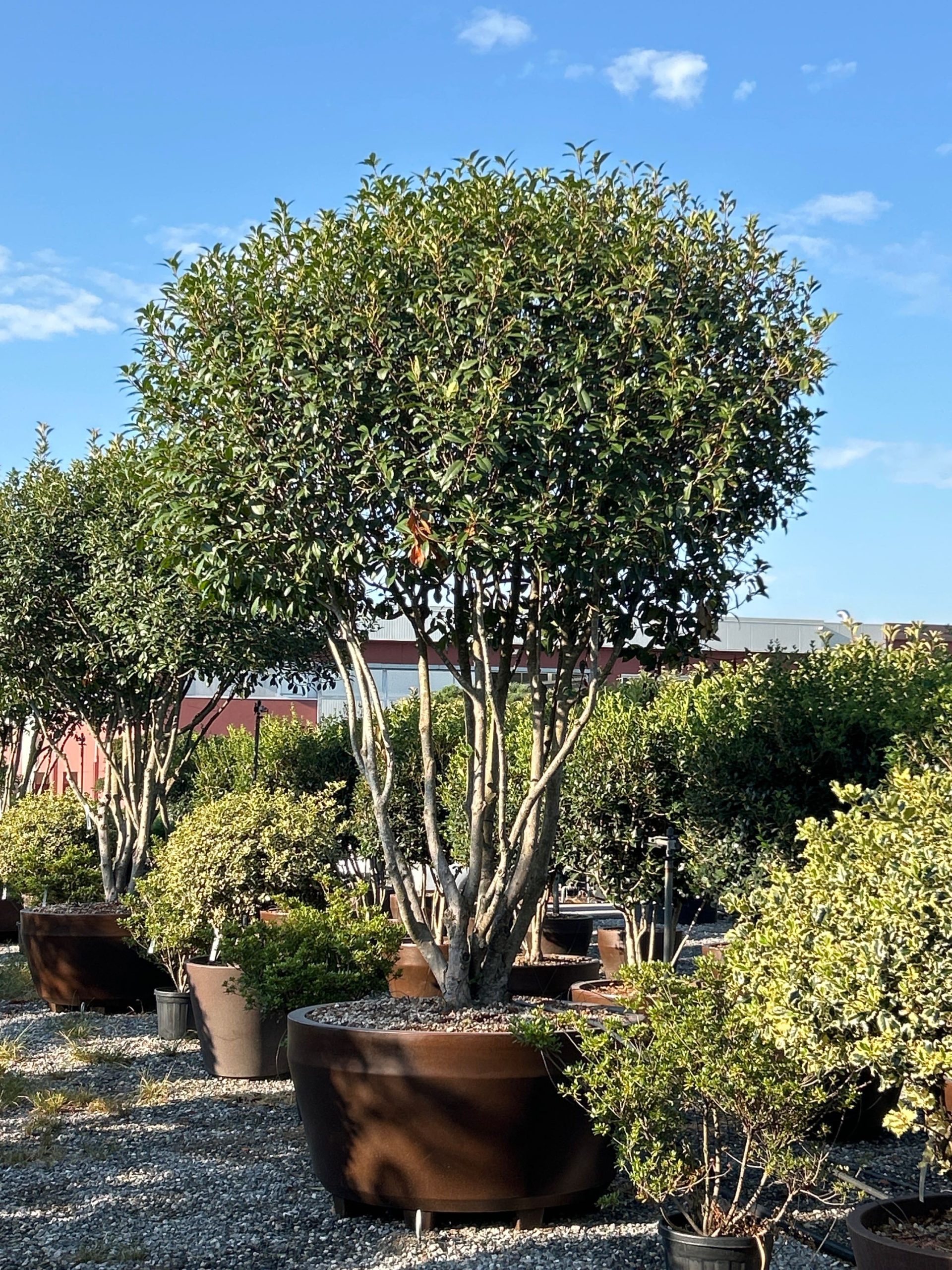 PHFRREROMULTI-I-8051838587067 Photinia × FRASERI 'RED ROBIN' PHFRREROMULTI-I-8051838587067