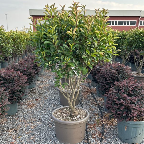 Photinia × FRASERI ''RED ROBIN'