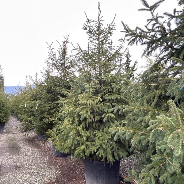 Picea abies (Navadna smreka)