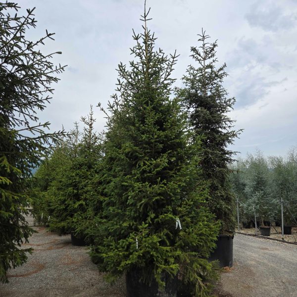 Picea abies (Navadna smreka)