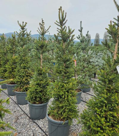 Picea abies 'WILL'S ZWERG' PIABWIZW-I-8051838735734
