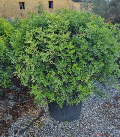 Pistacia lentiscus PILEBALL-I-8051838261769