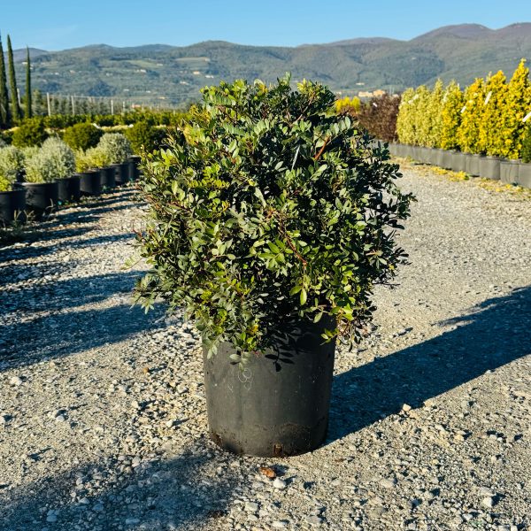 Pistacia lentiscus