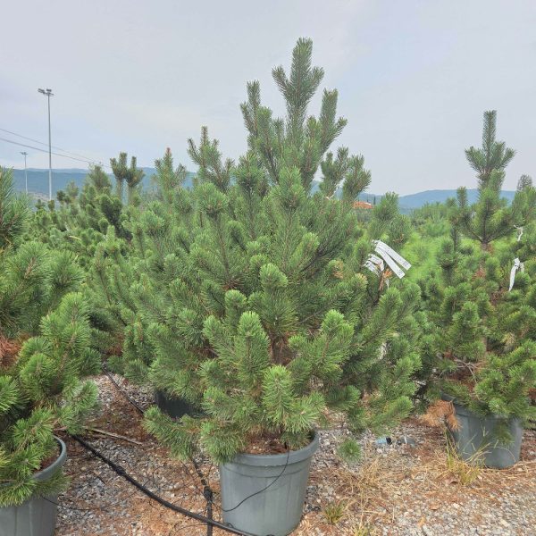 Pinus mugo 'Gnom' (Rušje)