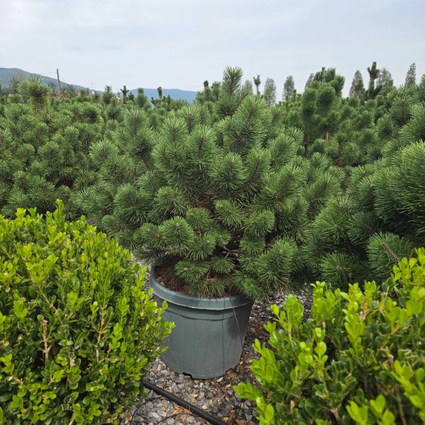 Pinus mugo 'Gnom' (Rušje)