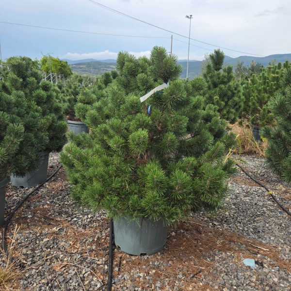 Pinus mugo 'Gnom' (Rušje)