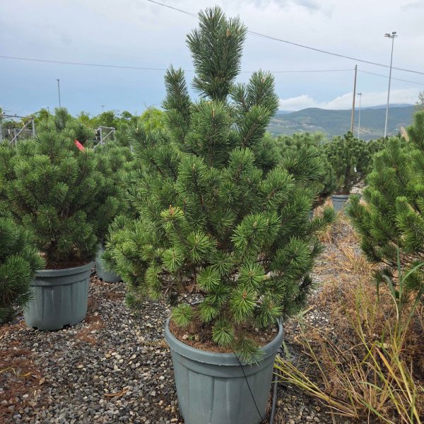 Pinus mugo 'Gnom' (Rušje)