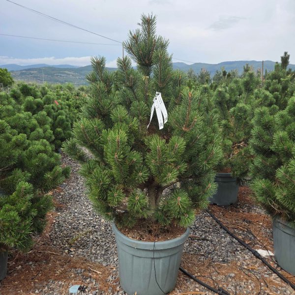 Pinus mugo 'Gnom' (Rušje)