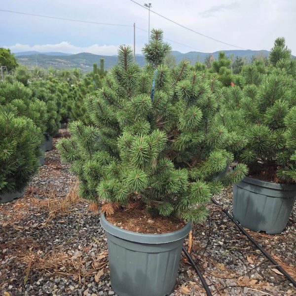 Pinus mugo 'Gnom' (Rušje)