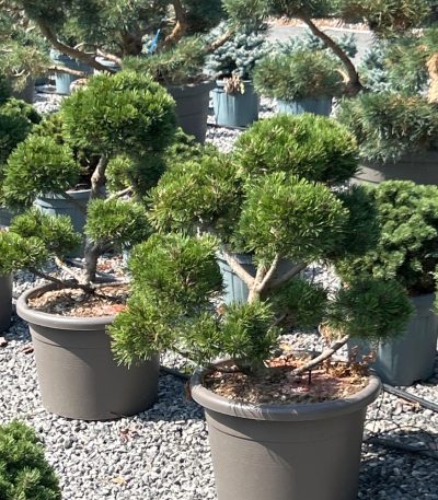 Pinus mugo 'GNOM' PIMUGNPOM-I-8051838723755