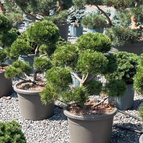 Pinus mugo 'GNOM'