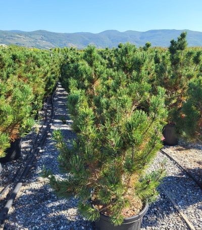Pinus mugo 'SSP. UNCINATA' PIMUSSUN-I-8051838275872