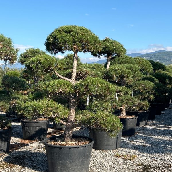 Pinus nigra 'AUSTRIACA' PINIAUPOM-I-8051838182910