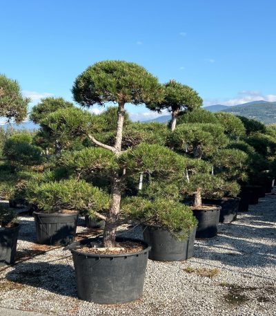 Pinus nigra 'AUSTRIACA' PINIAUPOM-I-8051838182910