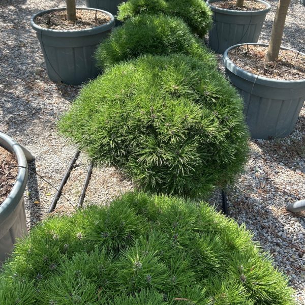 Pinus 'Bambino' (Bor na steblu)