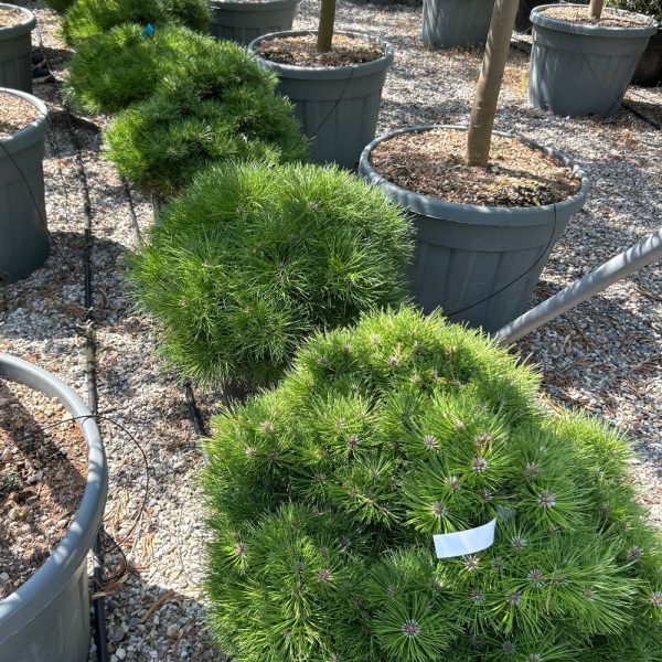 Pinus 'Bambino' (Bor na steblu)