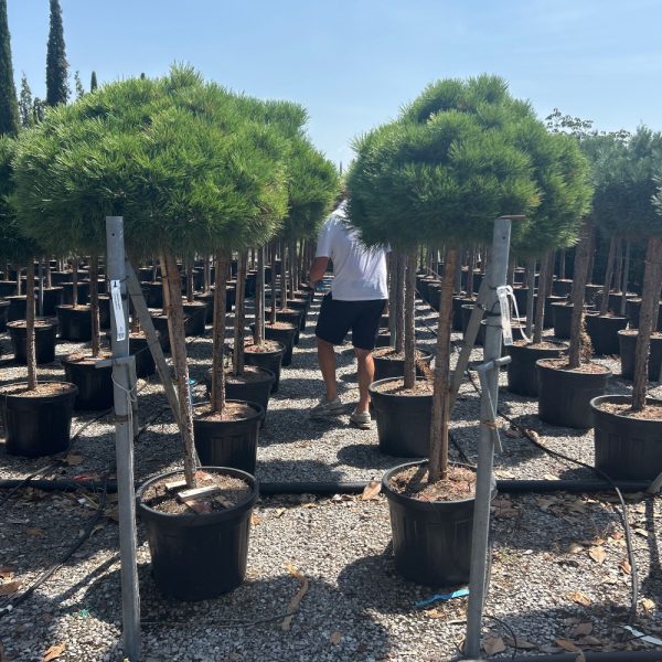 Pinus nigra 'Bambino'  NA STEBLU (Črni bor)