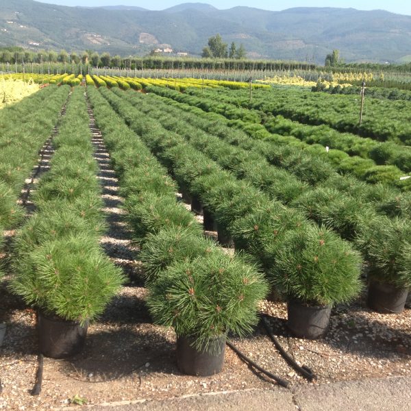 Pinus nigra 'Brepo' (Rušje)