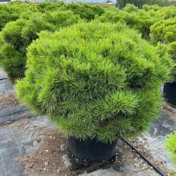 Pinus nigra 'Brepo' (Rušje)