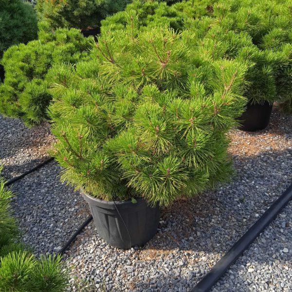 Pinus nigra 'Brepo' (Rušje)