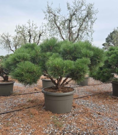 Pinus nigra 'BREPO' PINIBRMULTI-I-8051838138719