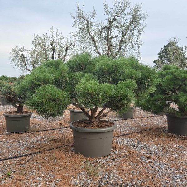 Pinus nigra 'BREPO' PINIBRMULTI-I-8051838138719