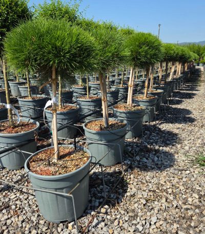 Pinus nigra 'MARIE BREGEON' PINIMABRST-I-8051838734539