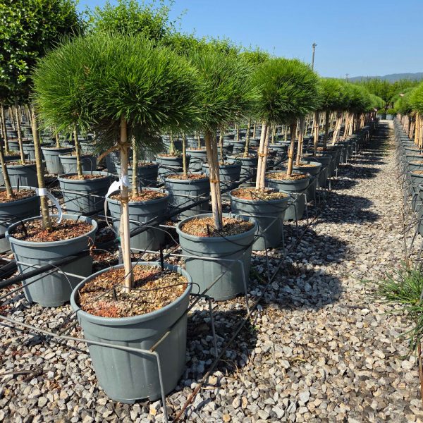 Pinus nigra 'MARIE BREGEON' PINIMABRST-I-8051838734539