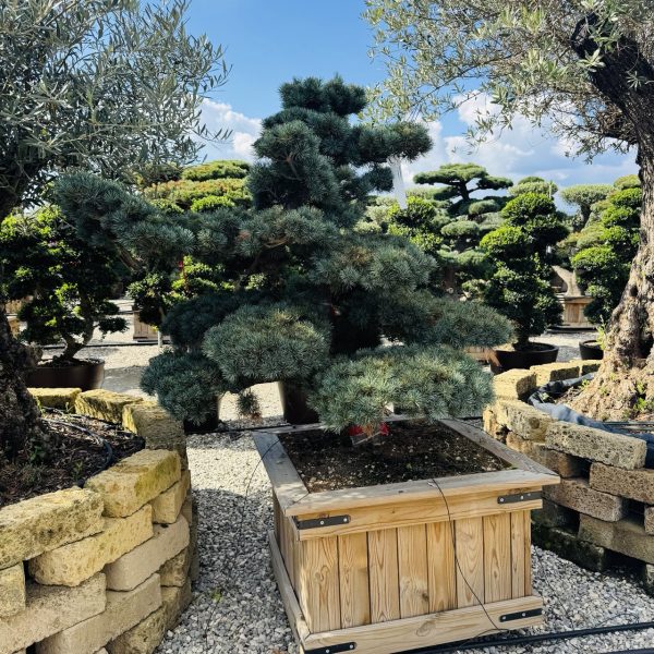 Pinus pentaphylla