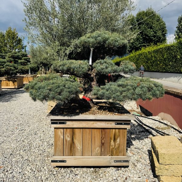 Pinus pentaphylla