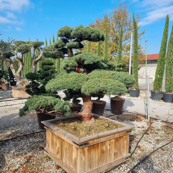 Pinus pentaphylla